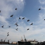 Pigeons