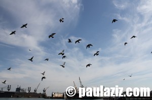 Pigeons